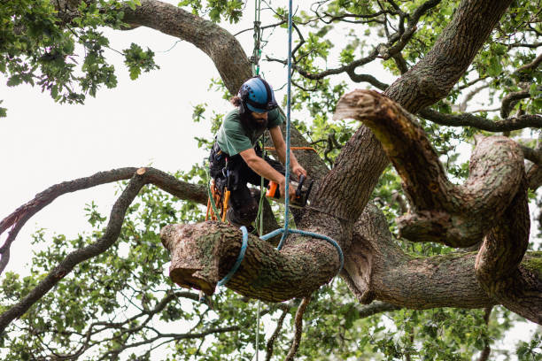 Professional Tree Services in Waseca, MN